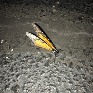 Meet your Posher, Rahul